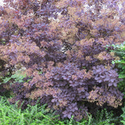 Cotinus cog. 'Royal Purple' 9cm/2L -