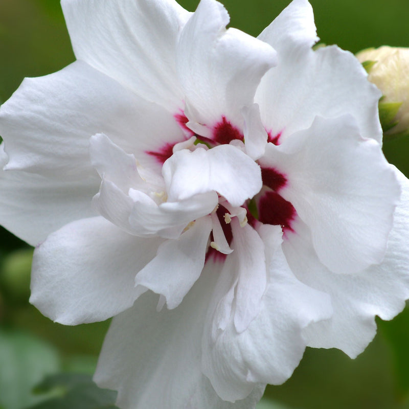 Hibiscus syriacus 'Speciosus' 1.5L -