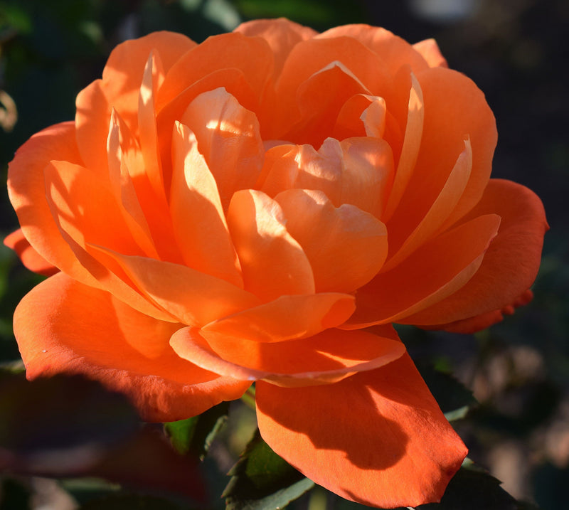 Rose Super Trouper | Floribunda Rose | 4L Potted Rose (PRE ORDER DECEMBER '25) -