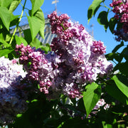 Syringa vulgaris 'Nadezhda' (Lilac) 3L -