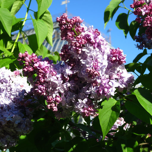 Syringa vulgaris 'Nadezhda' (Lilac) 3L -