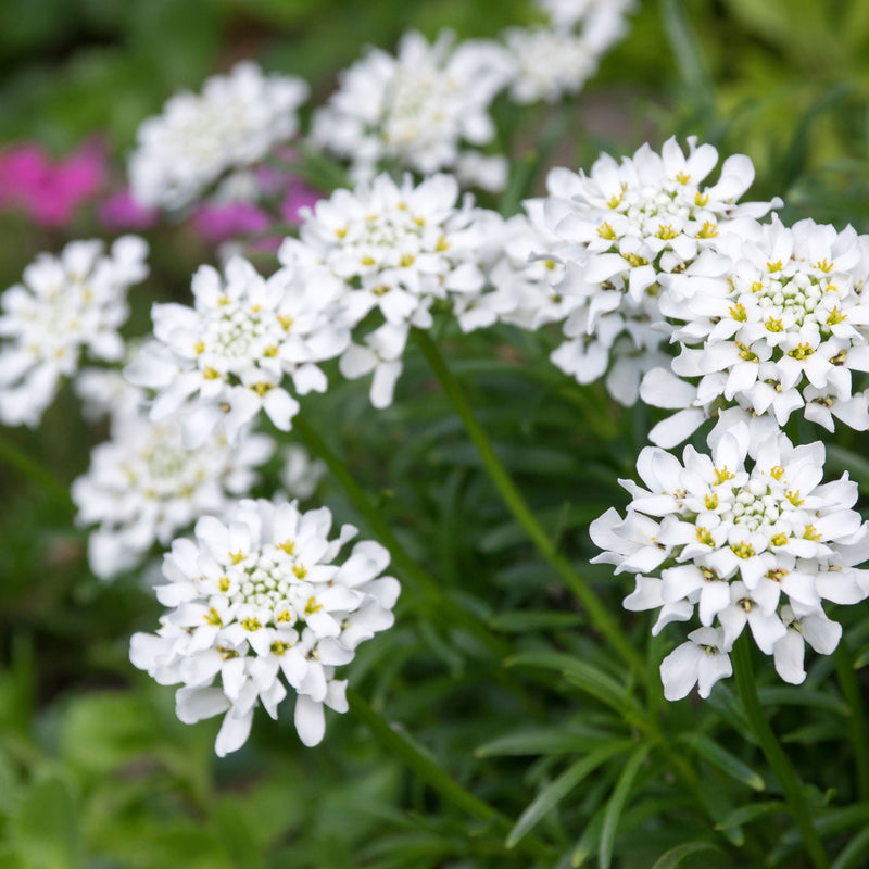 Iberis sempervirens 'Whiteout' 3L -