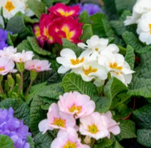 3 x 9cm Primula Pots | Primula/Primroses -