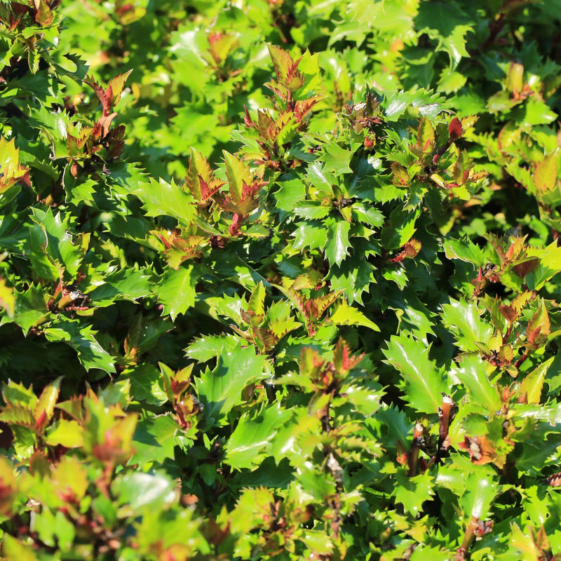 Ilex meserveae 'Little Rascal' Holly 2L -