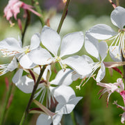 Gaura lindheimeri White 9cm / 2L -