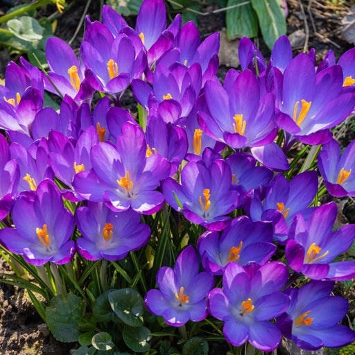 Specie Crocus 'Ruby Giant' (12 Bulbs) -