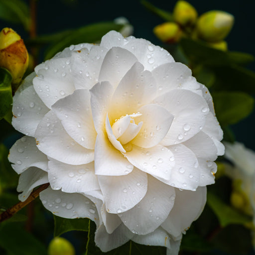 Camellia japonica 'Golden Anniversary' 9cm, 20-30cm height -