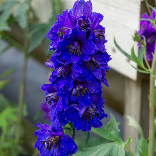 Delphinium 'Dark Blue Black Bee' 9cm/1.5L -