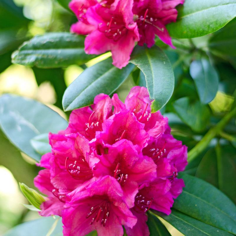 Rhododendron hybride 'Maxi Rose' 5L -