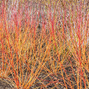 Cornus sanguinea 'Winter Beauty' 2L -