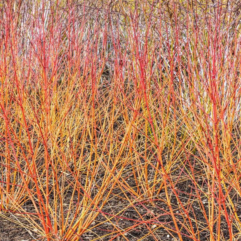 Cornus sanguinea 'Winter Beauty' 2L -