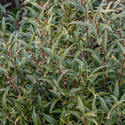 Sarcococca hookeriana 'Purple Stem' 2L -