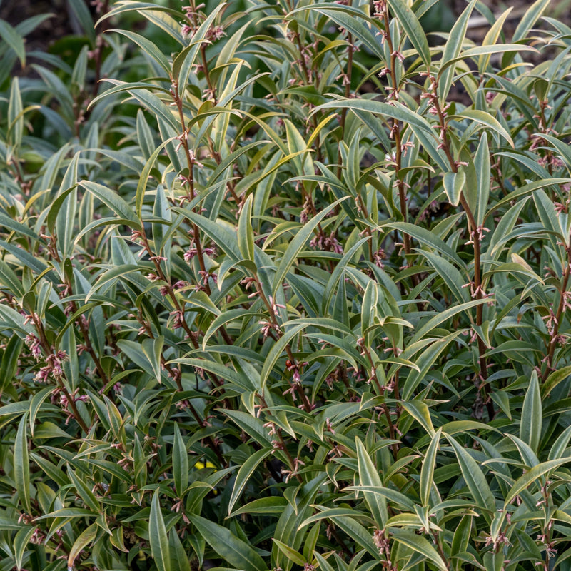 Sarcococca hookeriana 'Purple Stem' 2L -