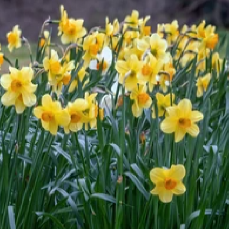 Daffodil 'Fortune' (6 Bulbs) -