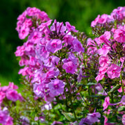 Phlox paniculata 'Purple Flame' 1L -
