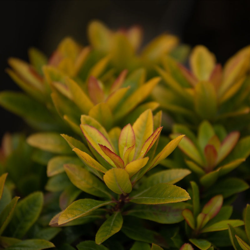 Escallonia 'Glowing Embers' 9cm - Home & Garden > Plants > Indoor & Outdoor Plants > Bushes & Shrubs > Shrubs
