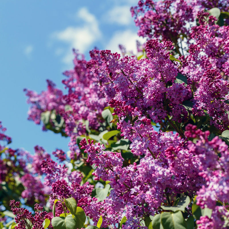 Syringa vulgaris 'Prince Volkonsky' (Lilac) 3L - Home & Garden > Plants > Indoor & Outdoor Plants > Landscaping & Garden Plants