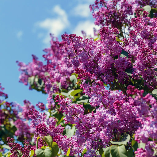 Syringa vulgaris 'Prince Volkonsky' (Lilac) 3L - Home & Garden > Plants > Indoor & Outdoor Plants > Landscaping & Garden Plants
