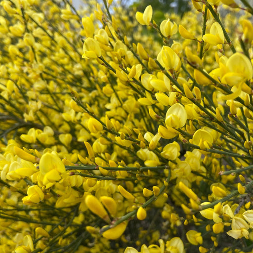Cytisus 'praecox' 2L -