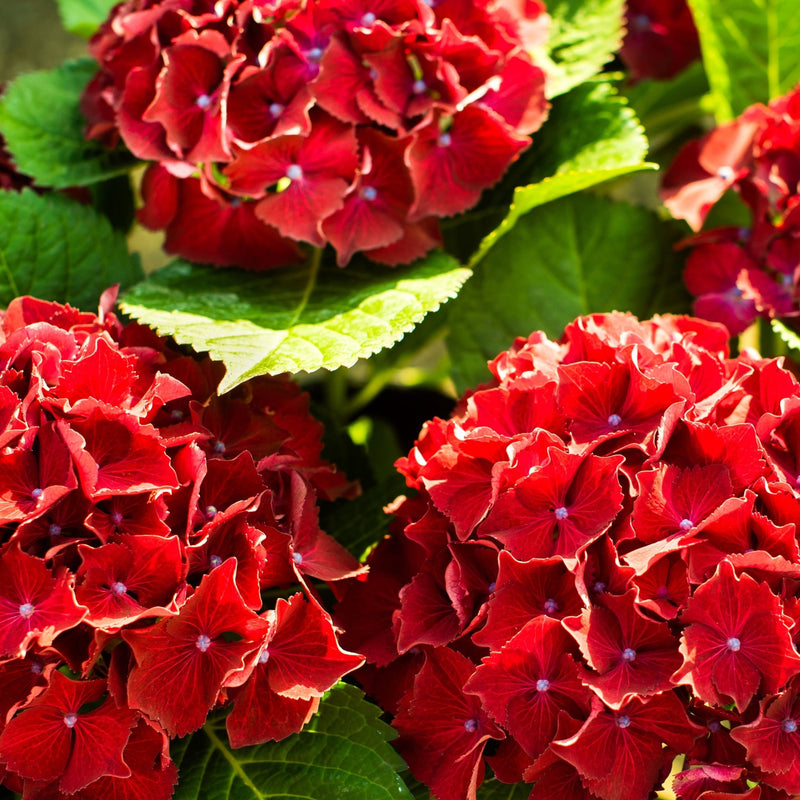 Dwarf Hydrangea | Hydrangea macrophylla 'Little Red' 2L -