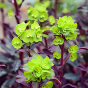 Euphorbia Amygdaloides 'purpurea' 9cm/2L -
