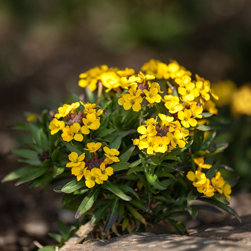 Erysimum linifolium 'Erysistible Yellow' 9cm -