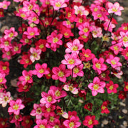 Saxifraga x Arendsii Alpino Deep Rose 1.5L -