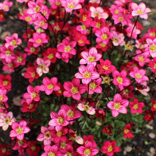 Saxifraga x Arendsii Alpino Deep Rose 1.5L -