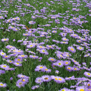 Erigeron karvinskianus Lavender Lady (9cm Pot) -
