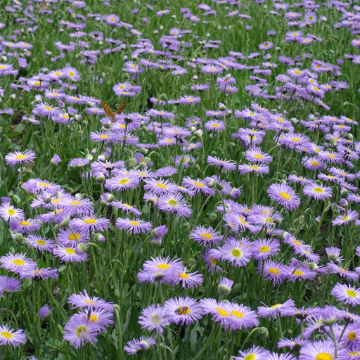 Erigeron karvinskianus Lavender Lady (9cm Pot) -