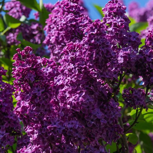 Syringa Bloomerang Purple (Reblooming Lilac) 3L/7.5L -