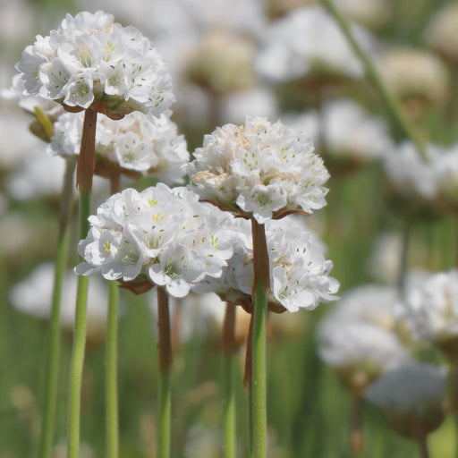 Armeria pseudarmeria White 9cm / 3L -