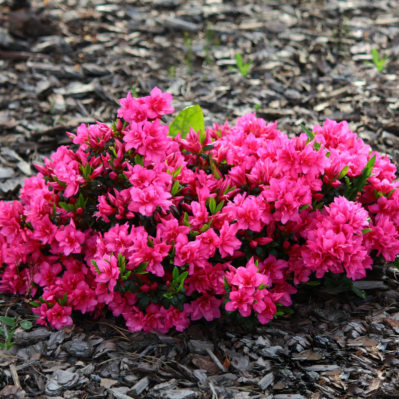 Rhododendron 'Herbert' 2L/3L -