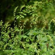 Tellima grandiflora 9cm -