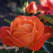 Rose Super Trouper | Floribunda Rose | 4L Potted Rose (PRE ORDER DECEMBER '25) -