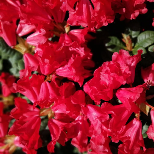 Rhododendron 'Scarlet Wonder' | Dwarf Rhododendron 1L / 2L -