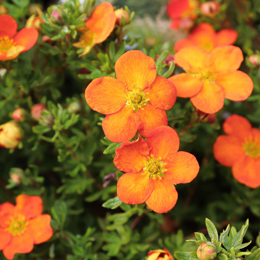 Potentilla fruticosa 'Hopleys Orange' 1L -
