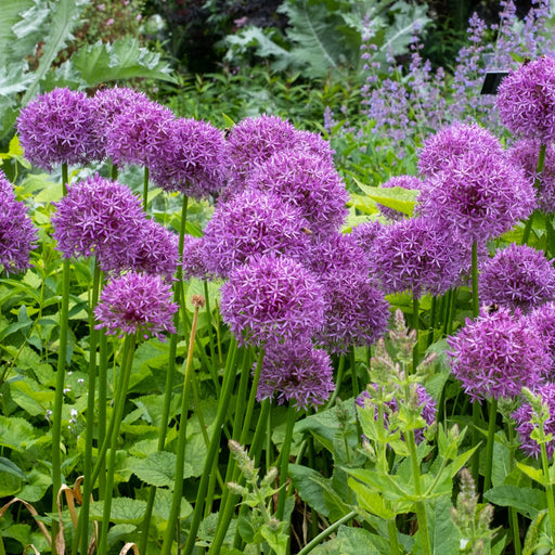Allium hollandicum 'Purple Sensation' (Two sizes available) -