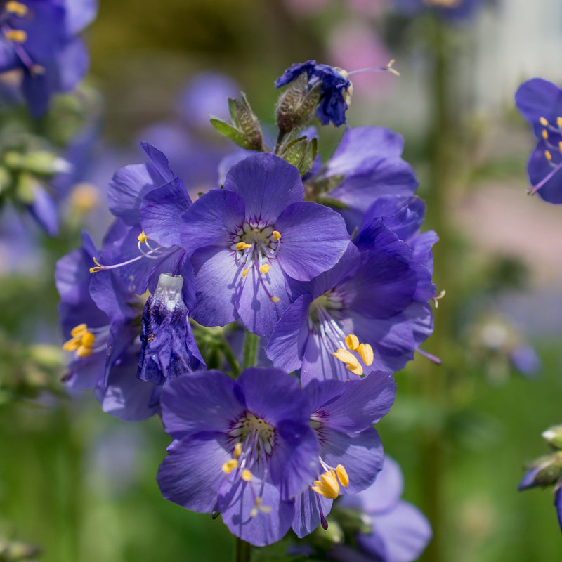 Polemonium 'Blue Whirl' (Jacob's Ladder) 9cm -
