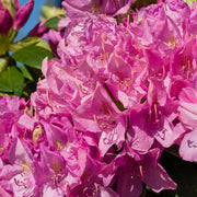 Rhododendron Roseum Elegans 2-5L -