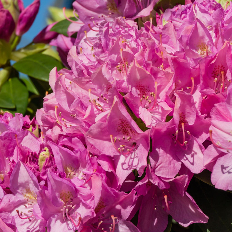 Rhododendron Roseum Elegans 2-5L -