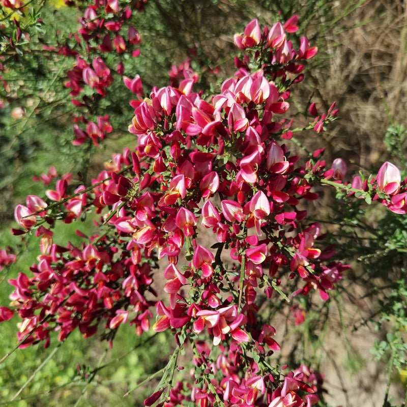 Cytisus 'Zeelandia' Broom -
