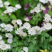 Astrantia major ‘Shaggy’ 2L -