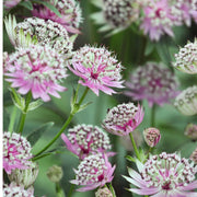 Astrantia major ‘Buckland' 2L -