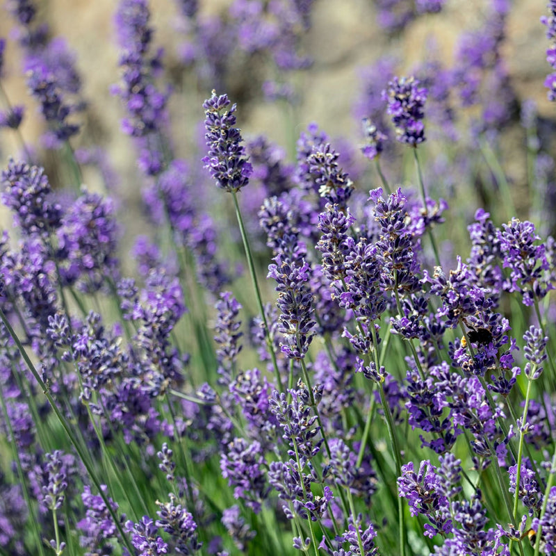 Lavender angustifolia 'Munstead' 9cm/1.5L -