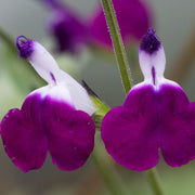 Salvia 'Amethyst Lips' 9cm -