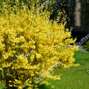 Forsythia x intermedia Spectabilis 3L -