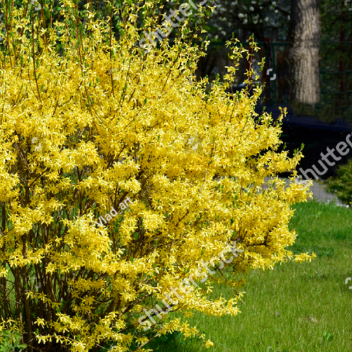 Forsythia x intermedia Spectabilis 3L -