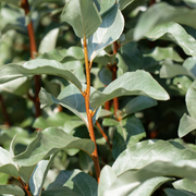 Elaeagnus x ebbingei Compacta (Multibuy Offers Available) -