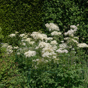Thalictrum 'Alba' 2L -